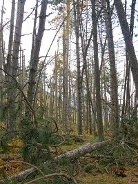 Casse dans les mélèzes