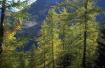 Cr�dit photo : phototh�que for�t m�diterran�enne et incendie (CEMAGREF)