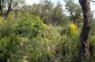 Cr�dit photo : phototh�que for�t m�diterran�enne et incendie (CEMAGREF)