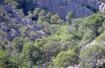 Cr�dit photo : phototh�que for�t m�diterran�enne et incendie (CEMAGREF)
