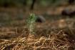 Cr�dit photo : phototh�que for�t m�diterran�enne et incendie (CEMAGREF)