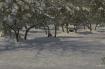 Cr�dit photo : phototh�que for�t m�diterran�enne et incendie (CEMAGREF)