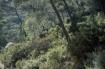 Cr�dit photo : phototh�que for�t m�diterran�enne et incendie (CEMAGREF)