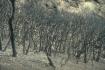 Cr�dit photo : phototh�que for�t m�diterran�enne et incendie (CEMAGREF)
