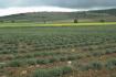 Cr�dit photo : phototh�que for�t m�diterran�enne et incendie (CEMAGREF)